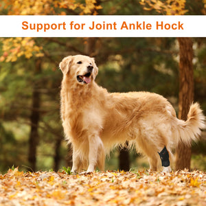 DGYAO Dog Leg Brace for Torn ACL & CCL Dog Knee Brace Wrapped (Pair)